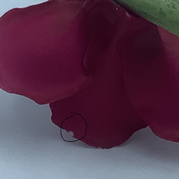 Capodimonte Italy Napoleon Porcelain Red Rose Stem - Picture 13 of 14